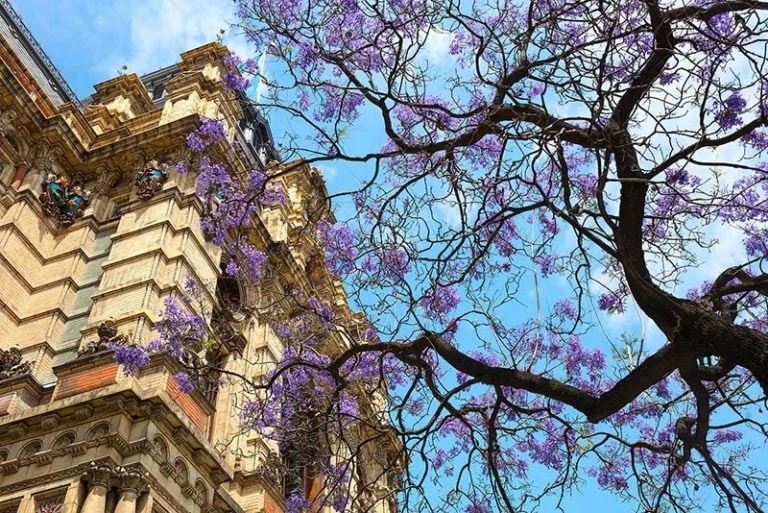 jaracanda buenos aires