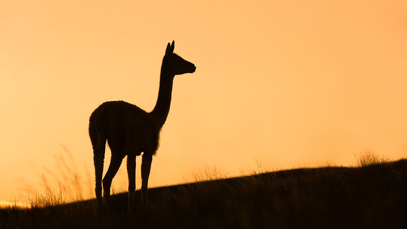 Vicuña al atardecer en el Hornocal