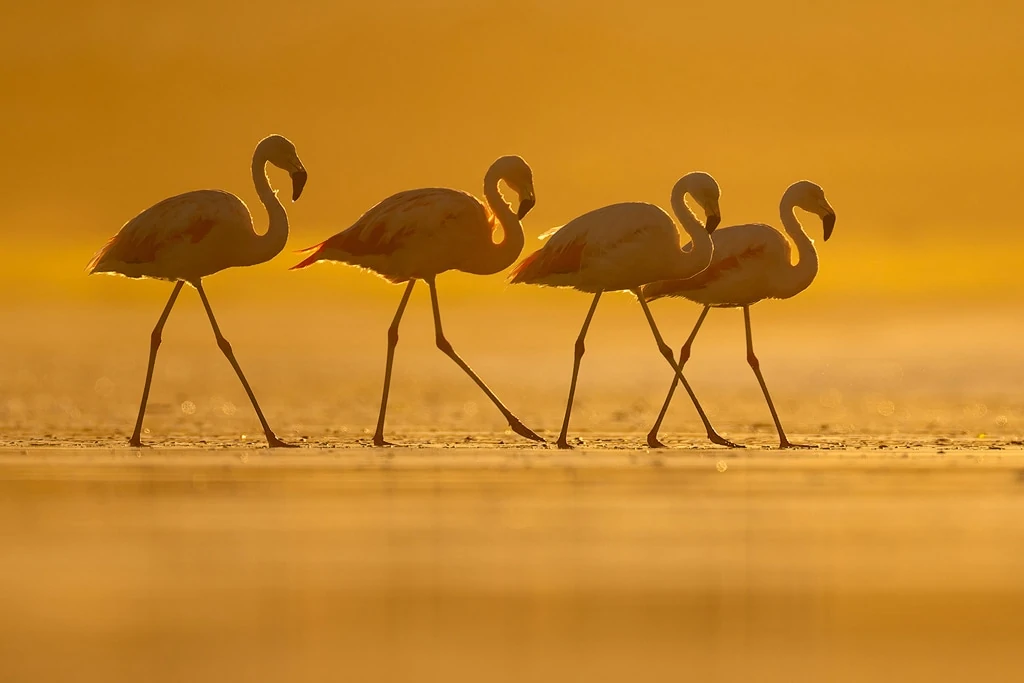 chilean flamingos sunset
