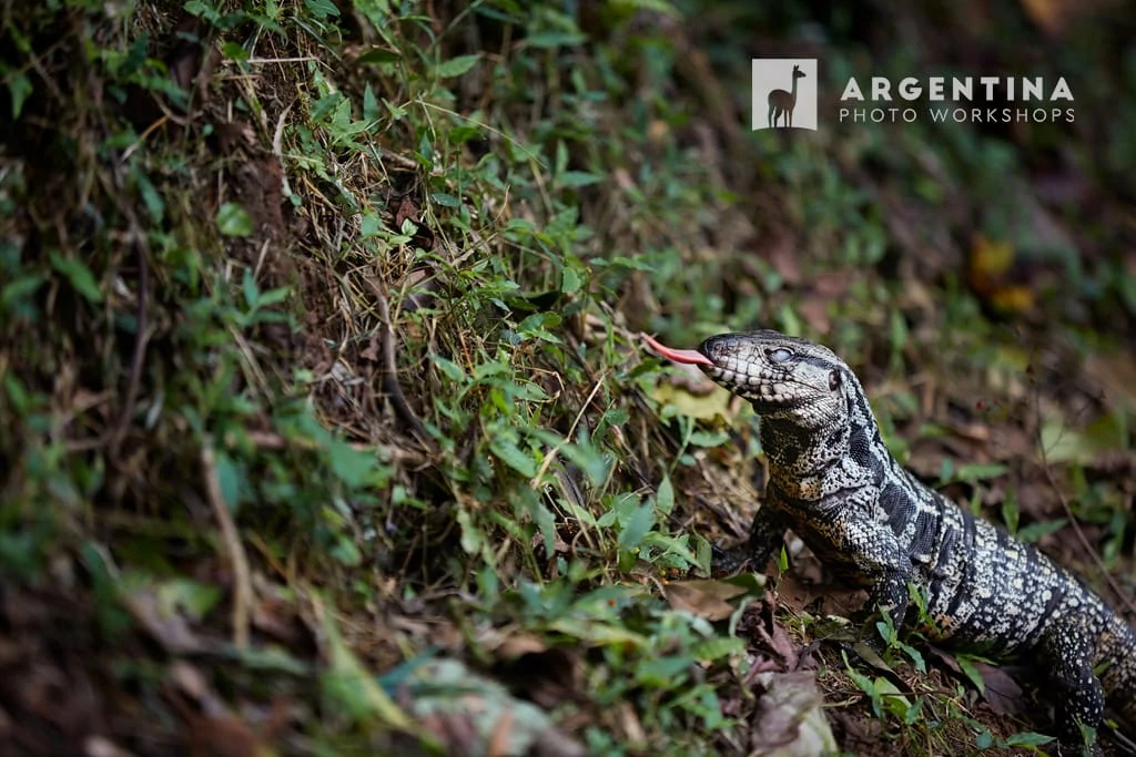 lagarto overo en Iguazu
