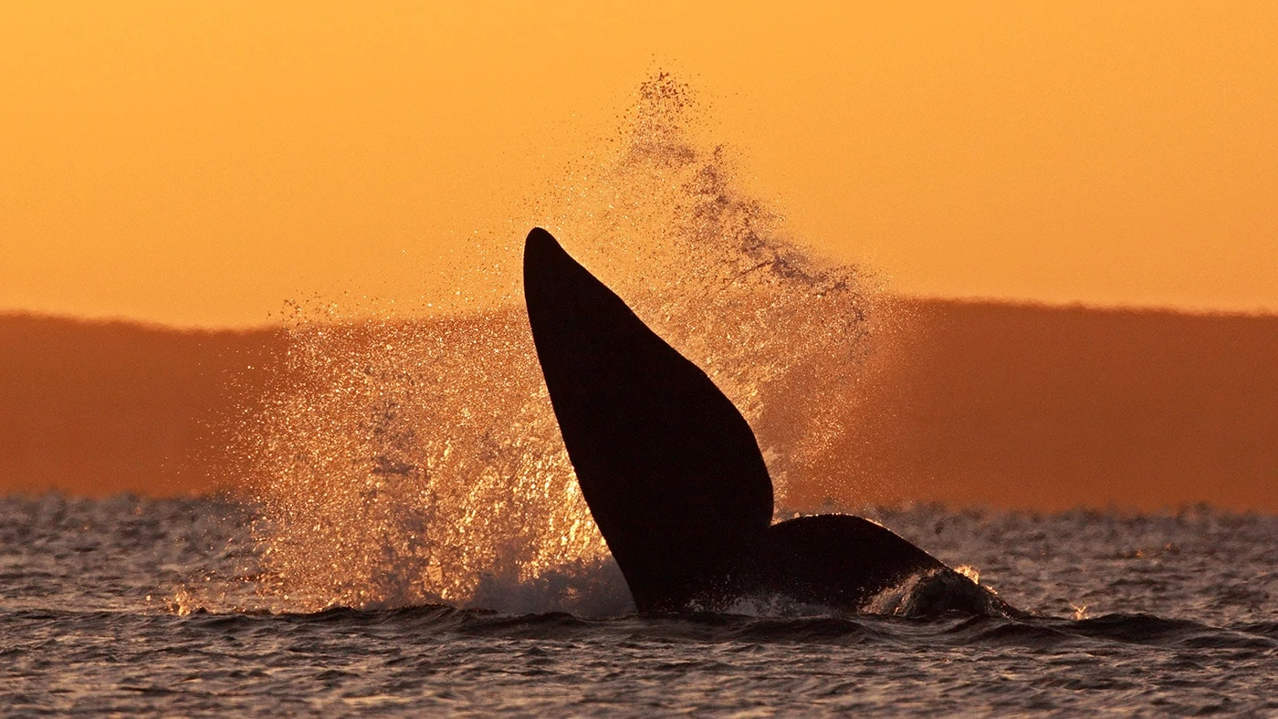 wildlife photography workshop