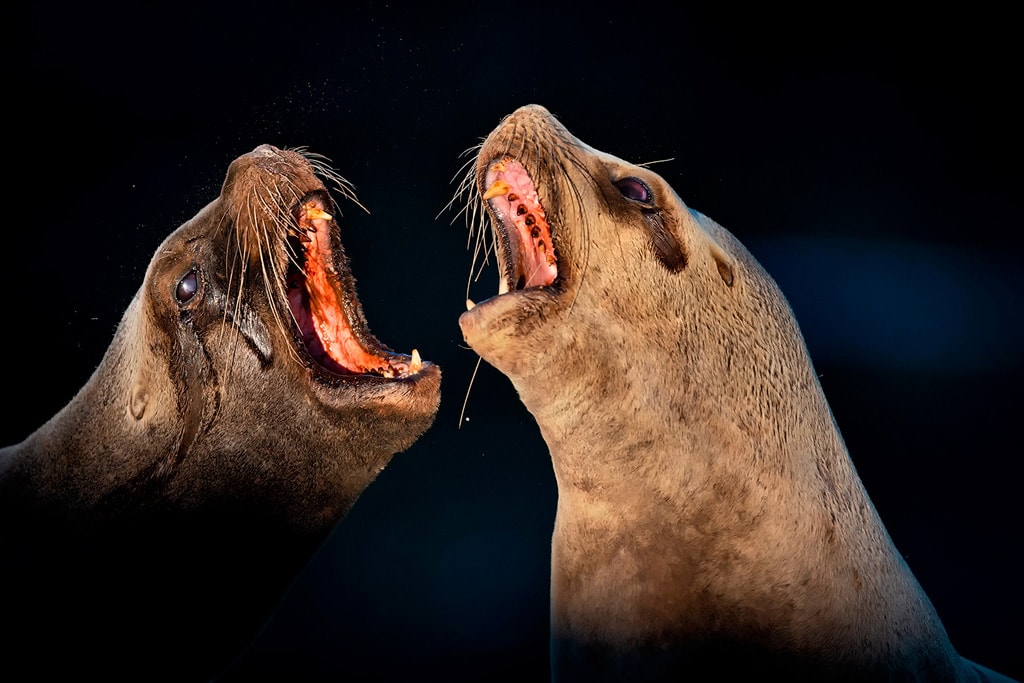 sea lions at sunset