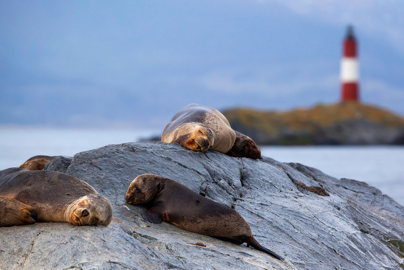 sea lions in ushuaia