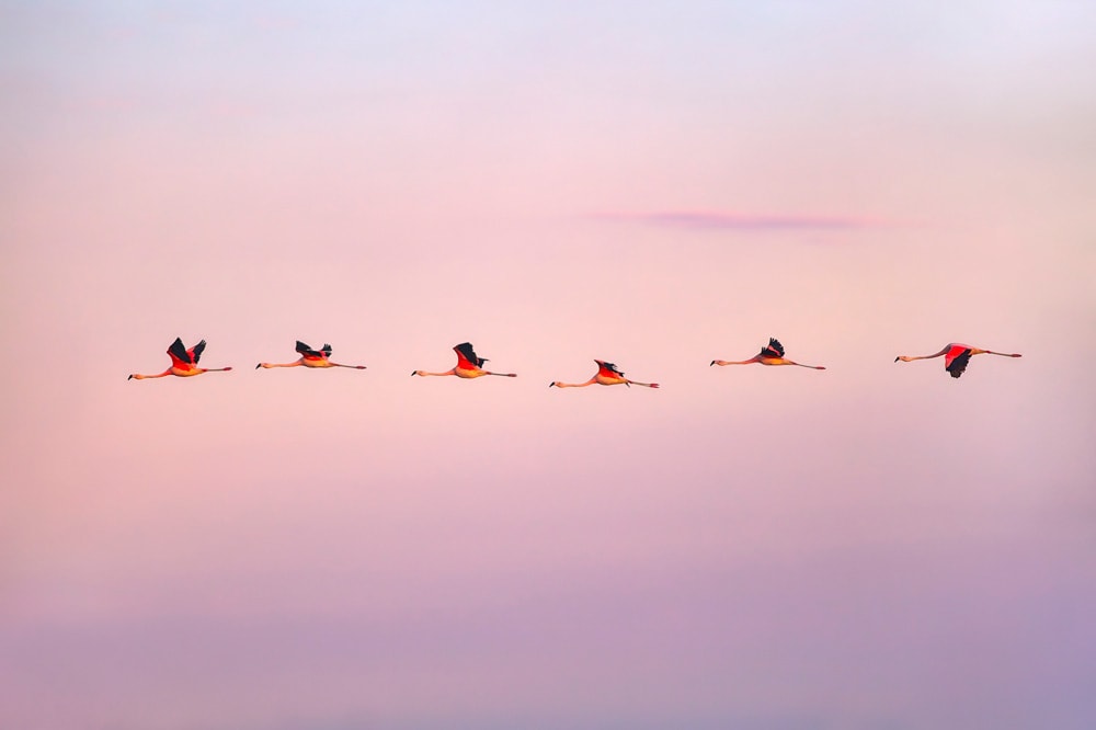 flamingos in Laguna Mar Chiquita