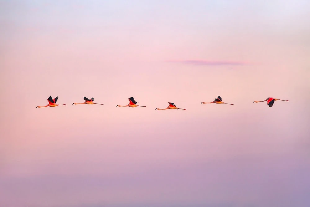 flamingos in Laguna Mar Chiquita