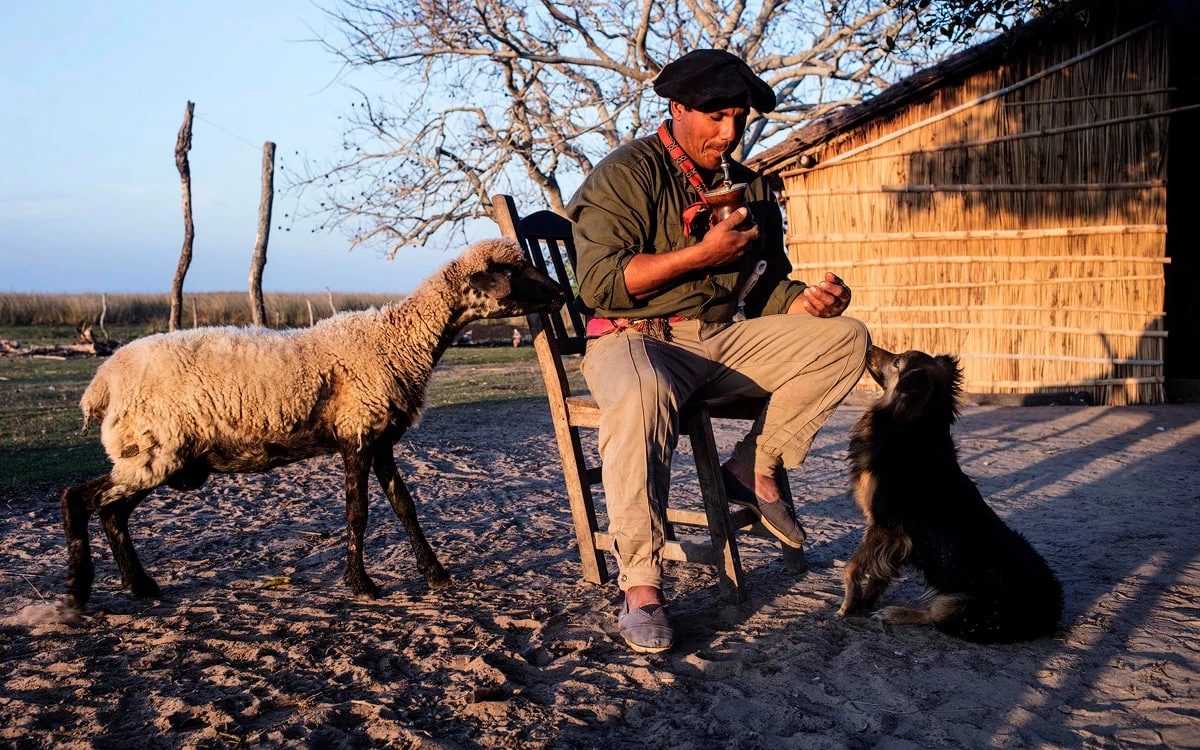 gaucho drinking mate