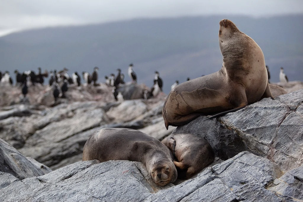 sea lion in the beagle channel