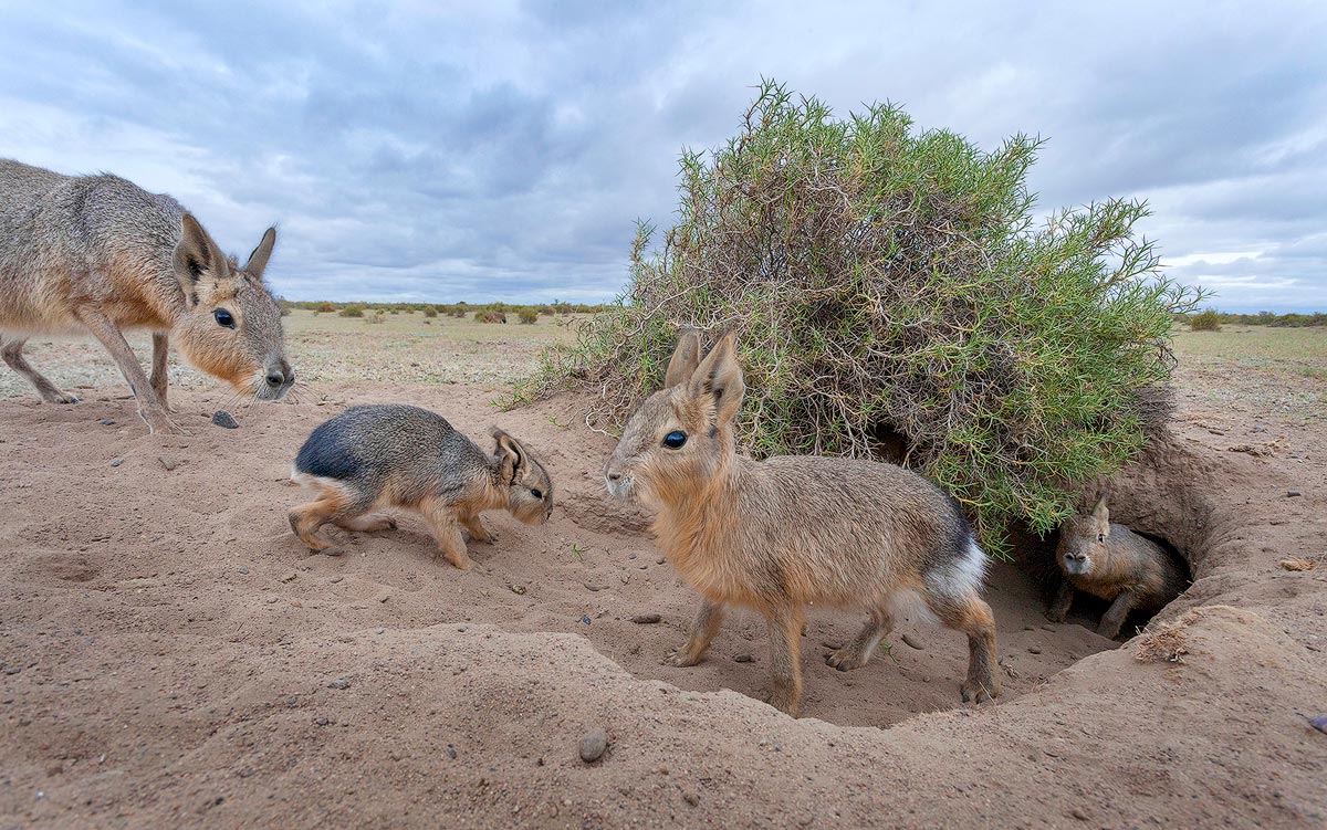 maras in argentina