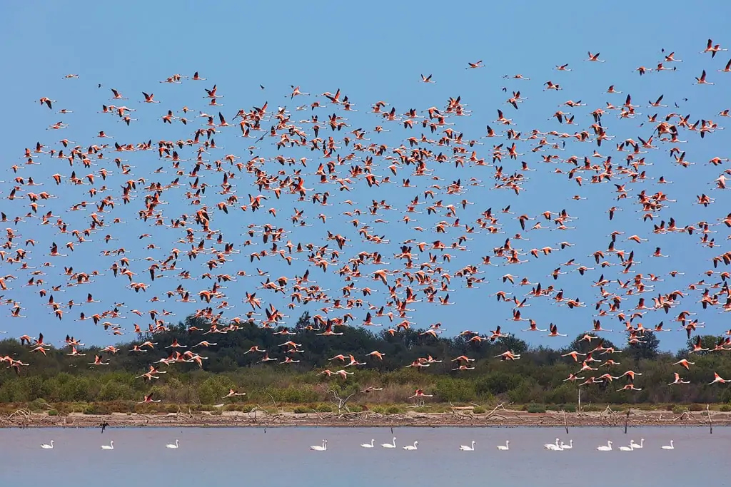 mar chiquita flamingos flock