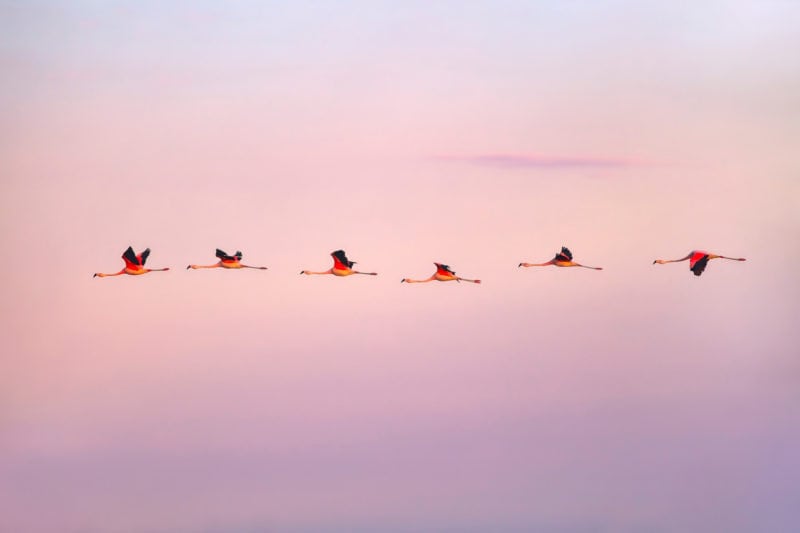 flamingos paradise