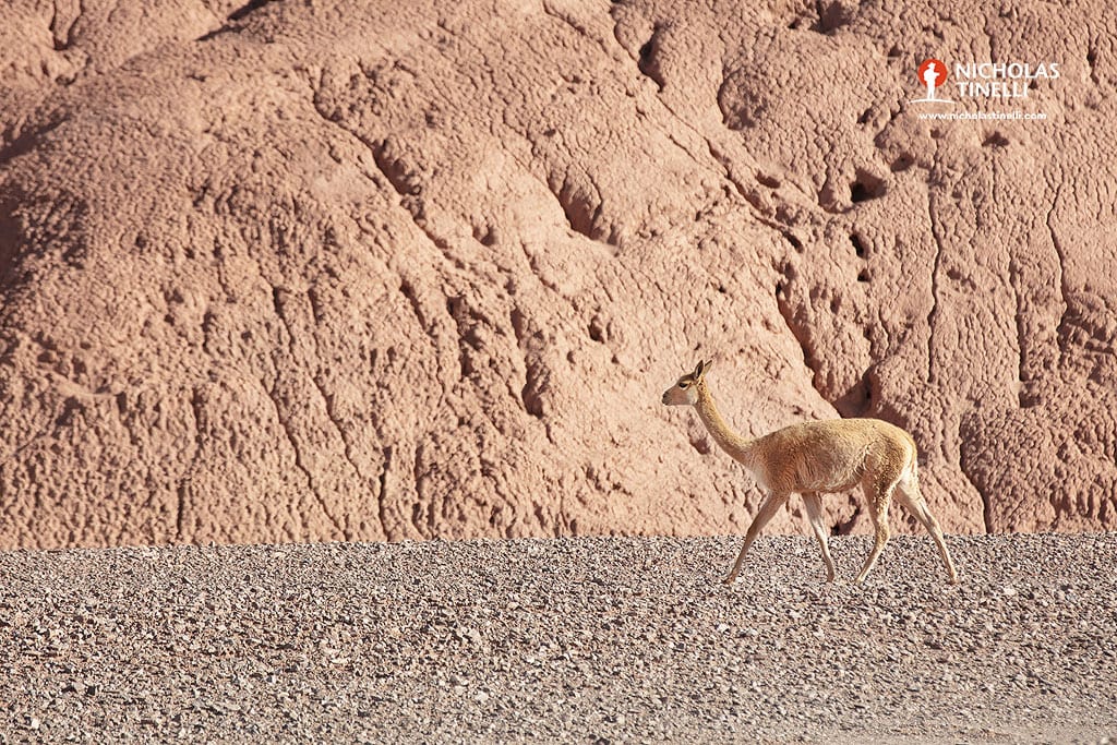 vicuna tolar grande argentina