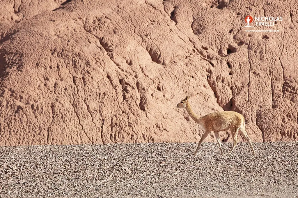 vicuna tolar grande argentina