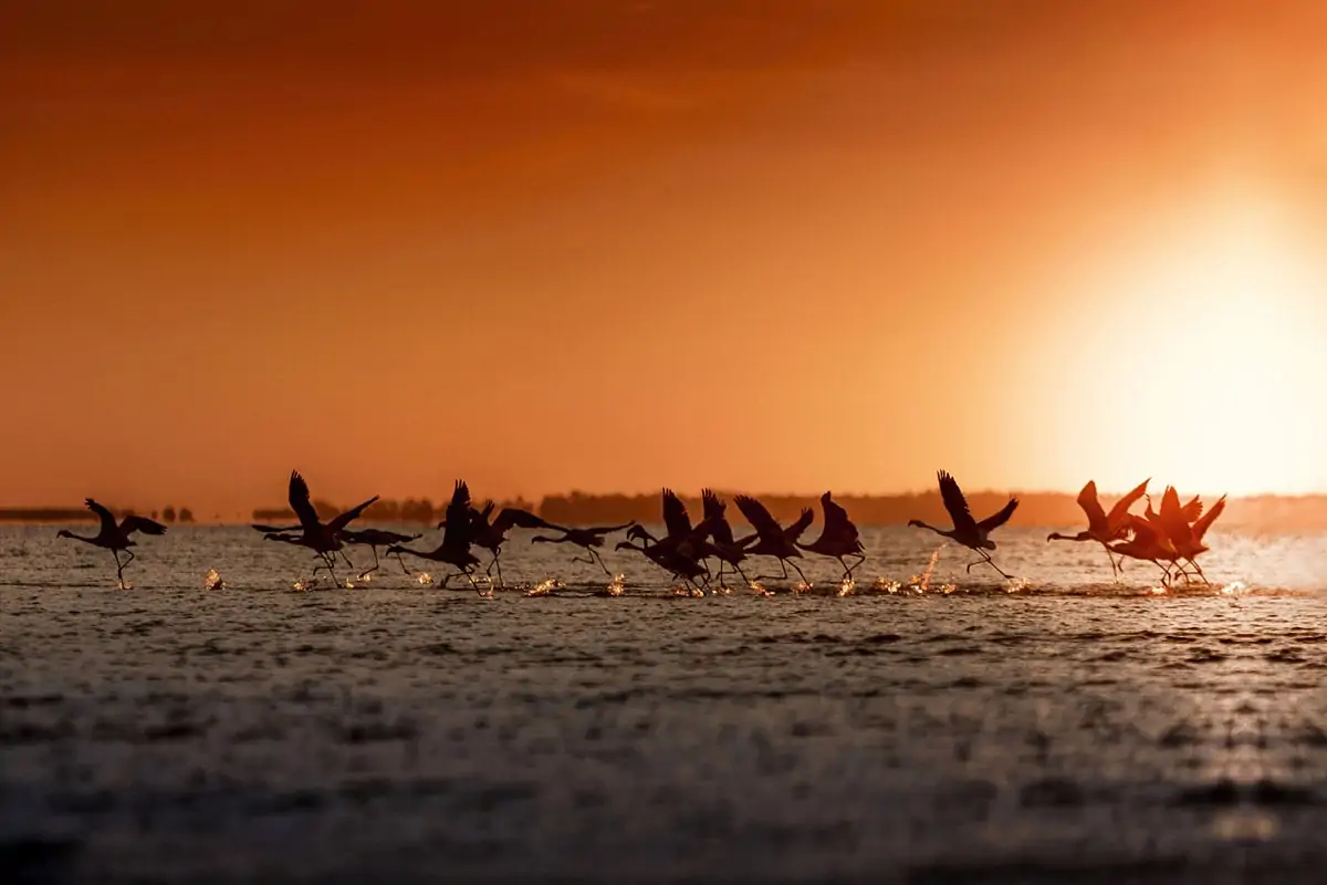 flamingos in argentina at sunset