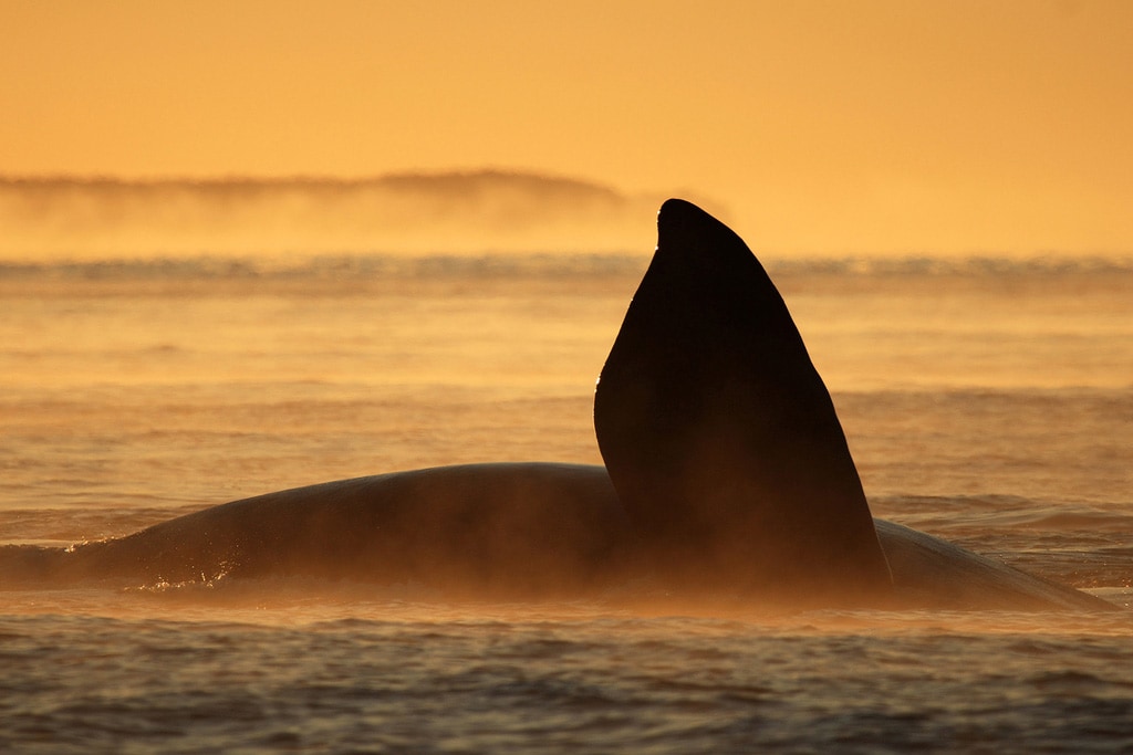 Puerto Madryn whale watching