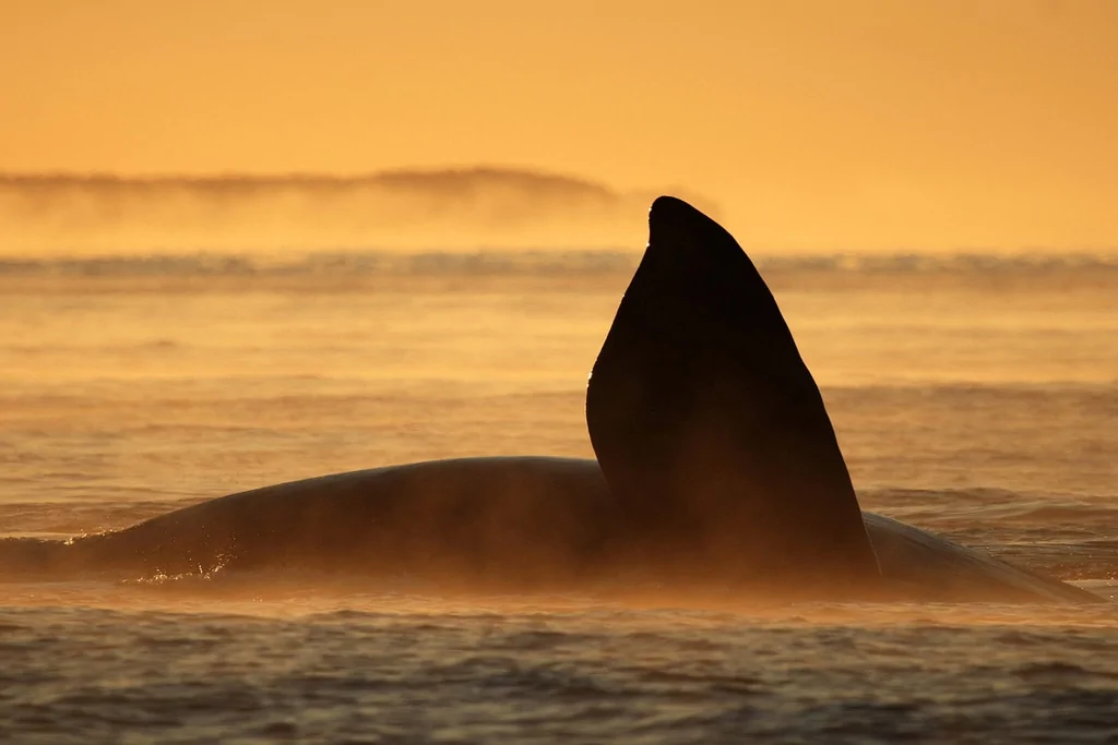 wildlife photography workshops in Argentina