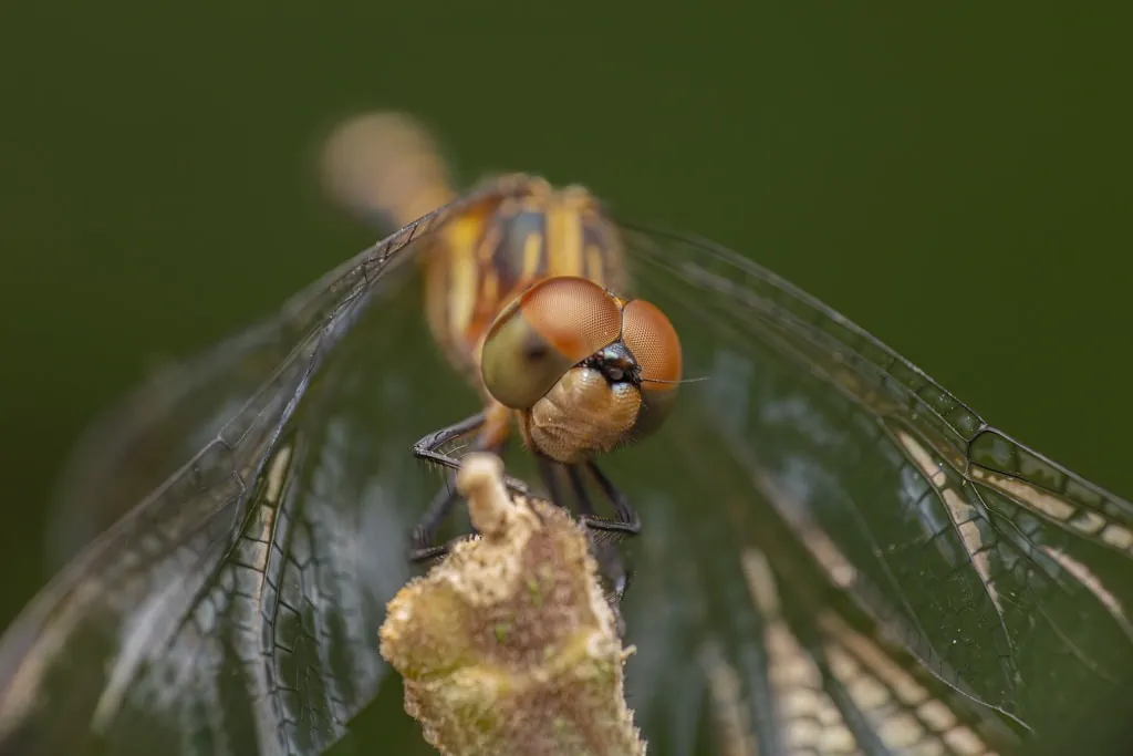 dragonfly macro