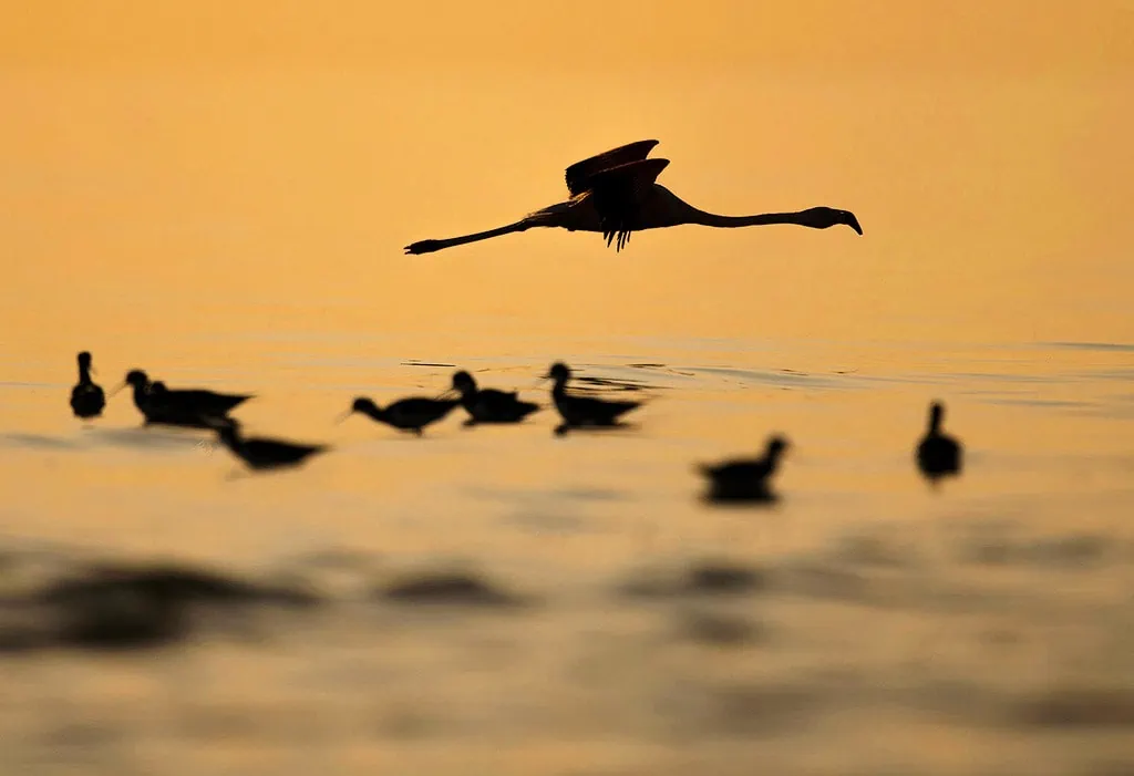 sunet flamingos ansenuza