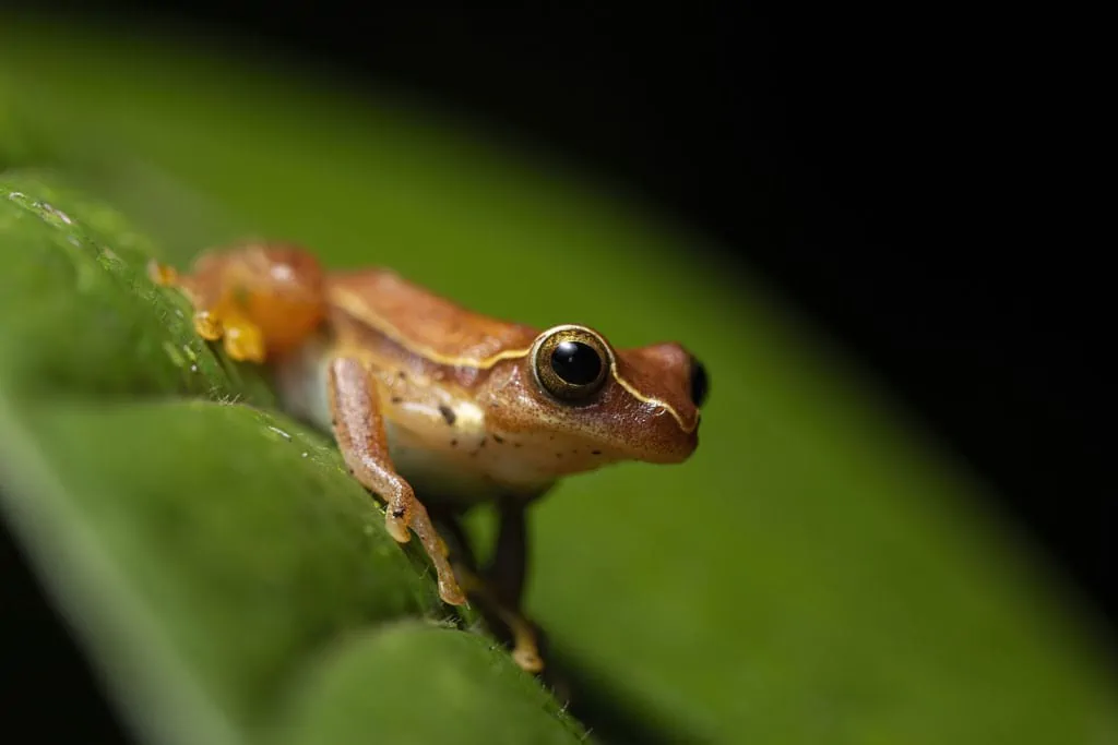 macro frog