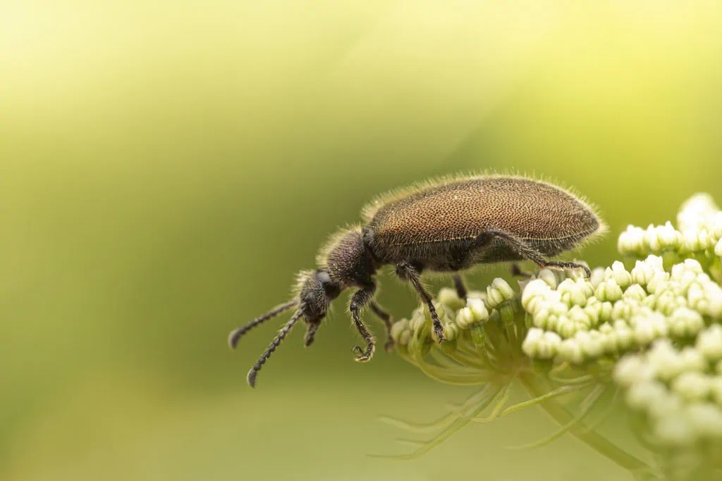 insect macrophotography