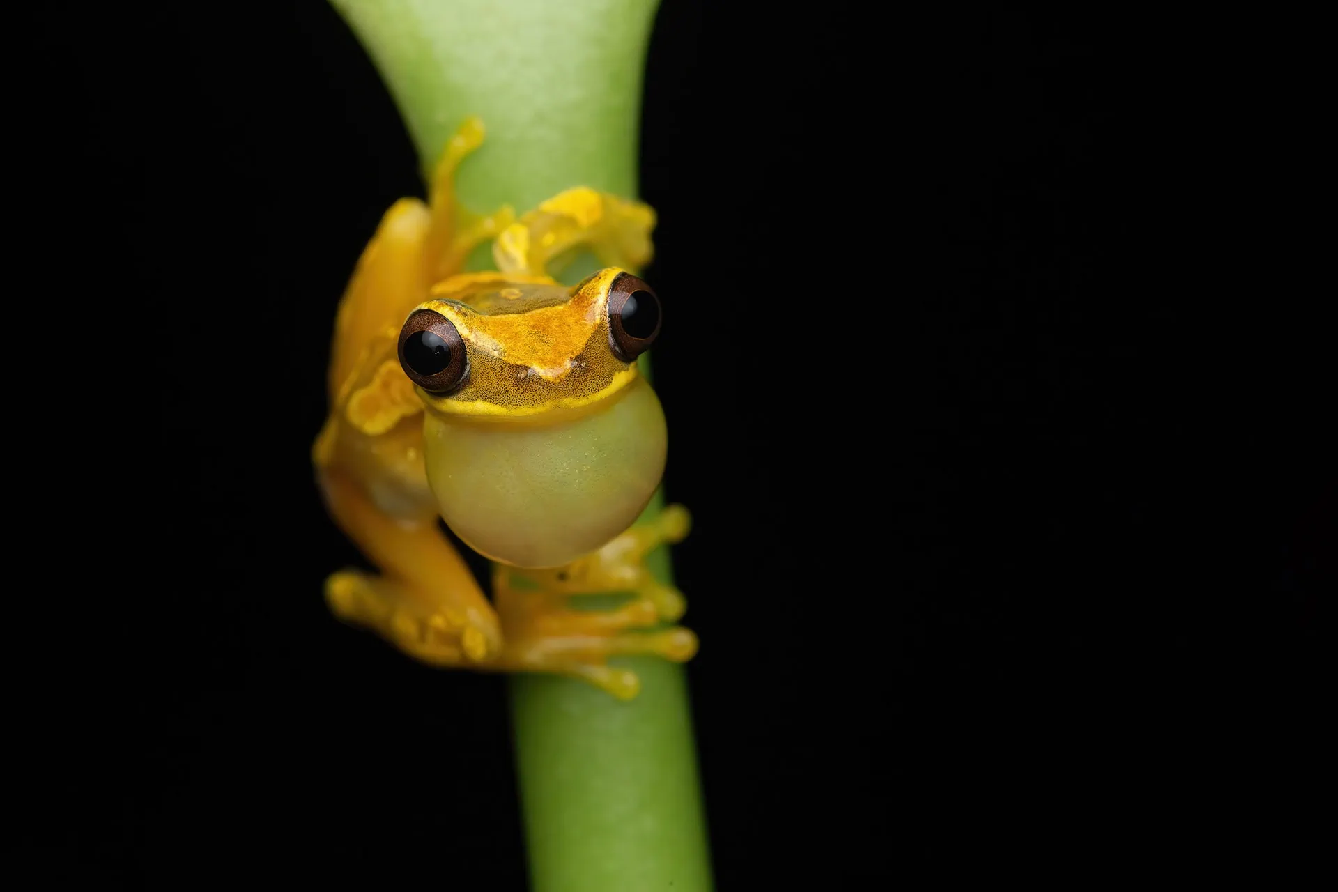 macro world