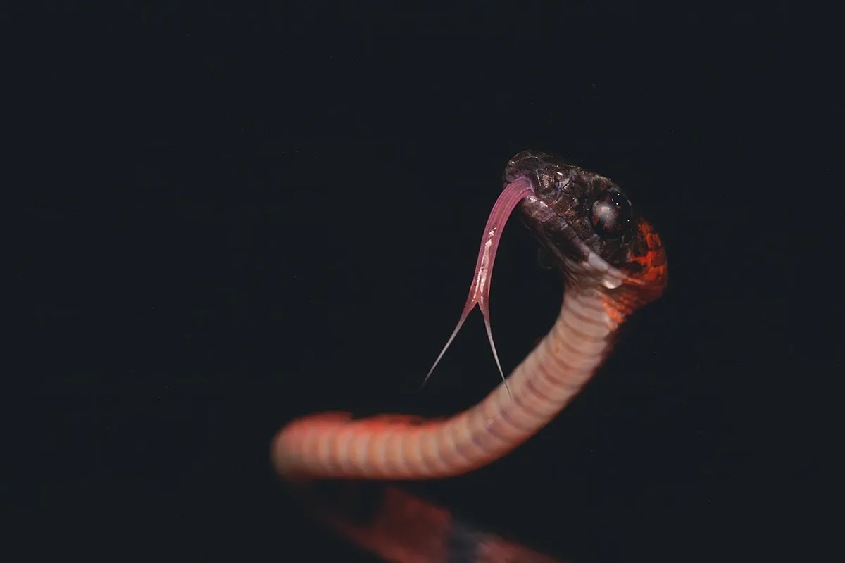 snake macro world