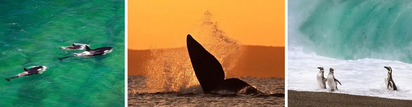 ocean giants