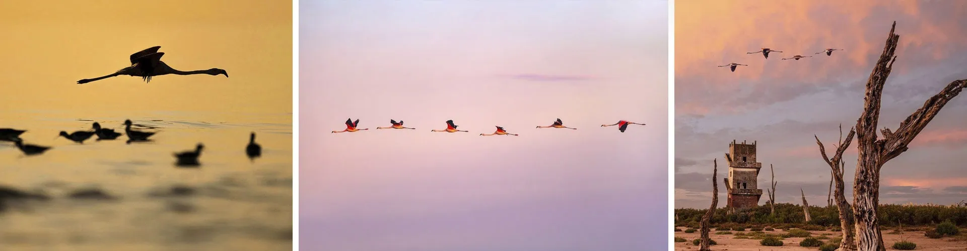 flamingo photography workshop