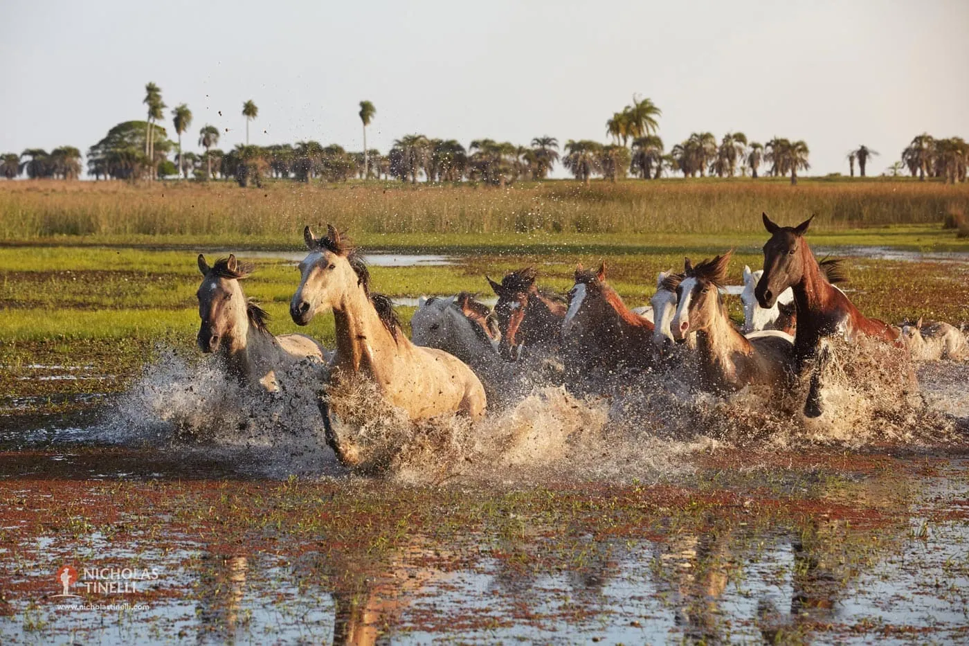 horse herd estancia argentina