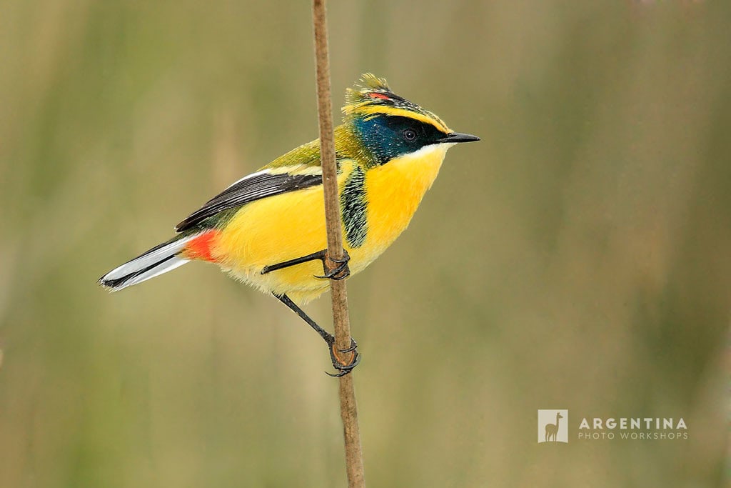 bird photography buenos aires argentina