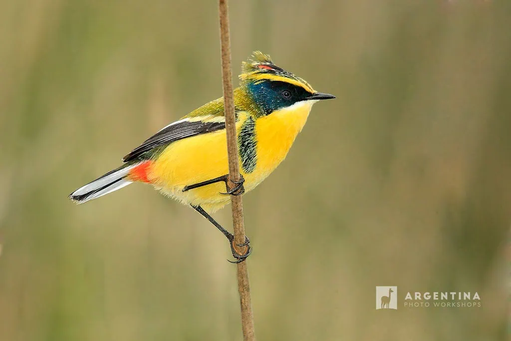 bird photography buenos aires argentina