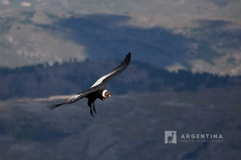 bird photography Cordoba Sierra argentina