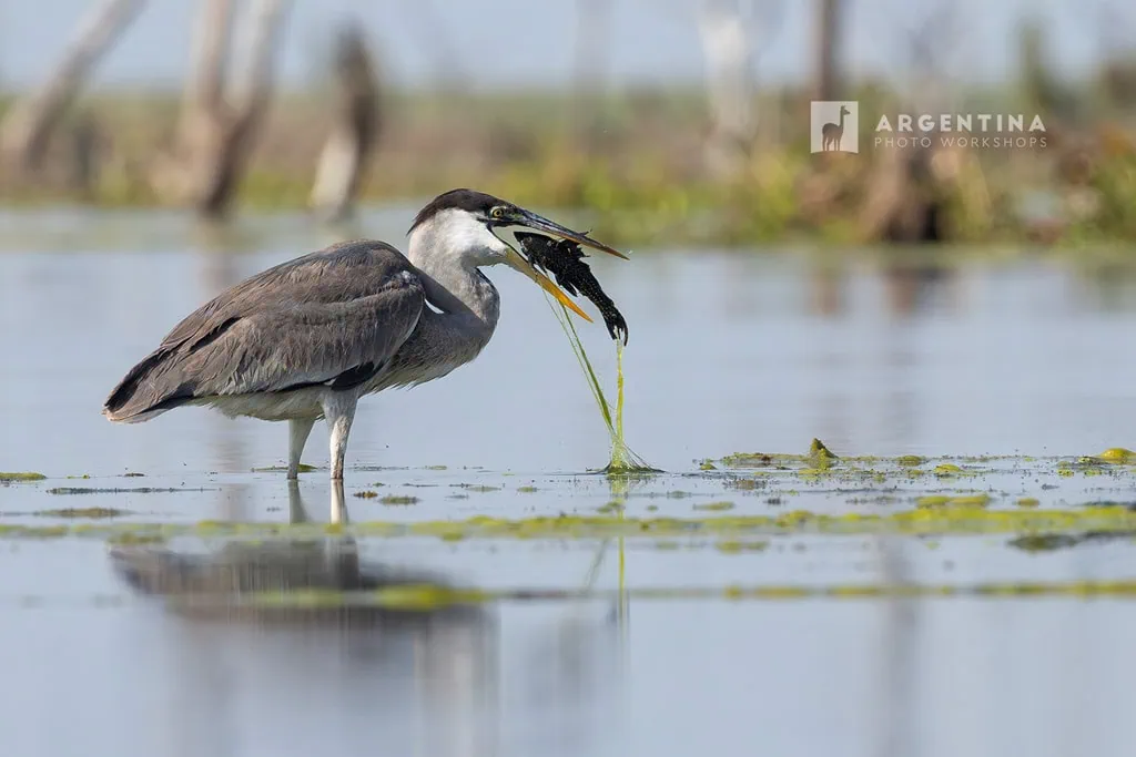 bird photography ibera argentina