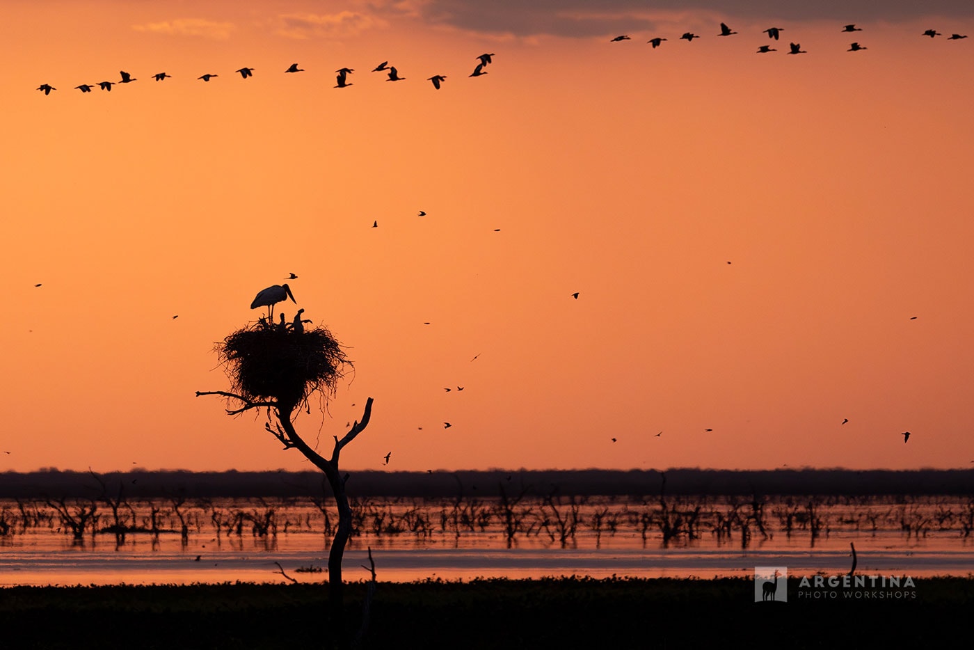 bird photography in argentina
