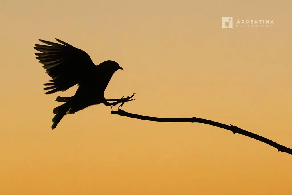 bird photography Patagonia argentina