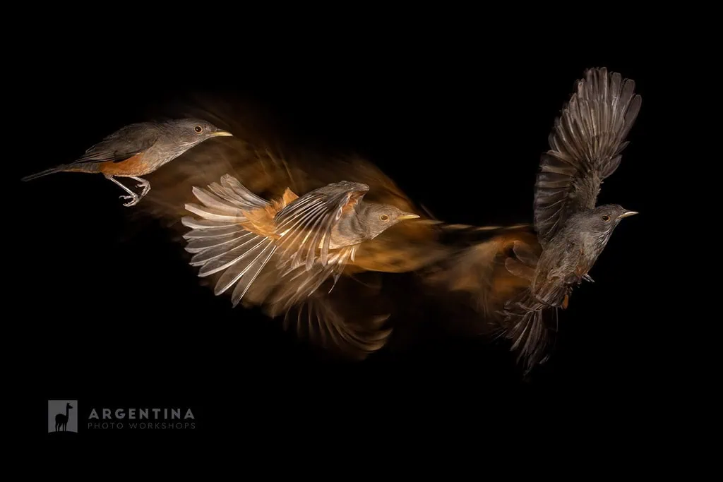 bird watching in argentina