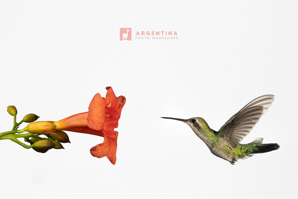 birding argentina
