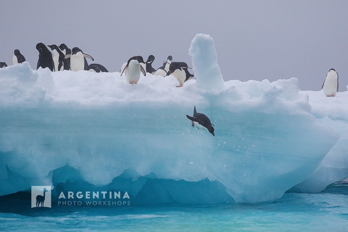 best lens for an Antarctica Cruise