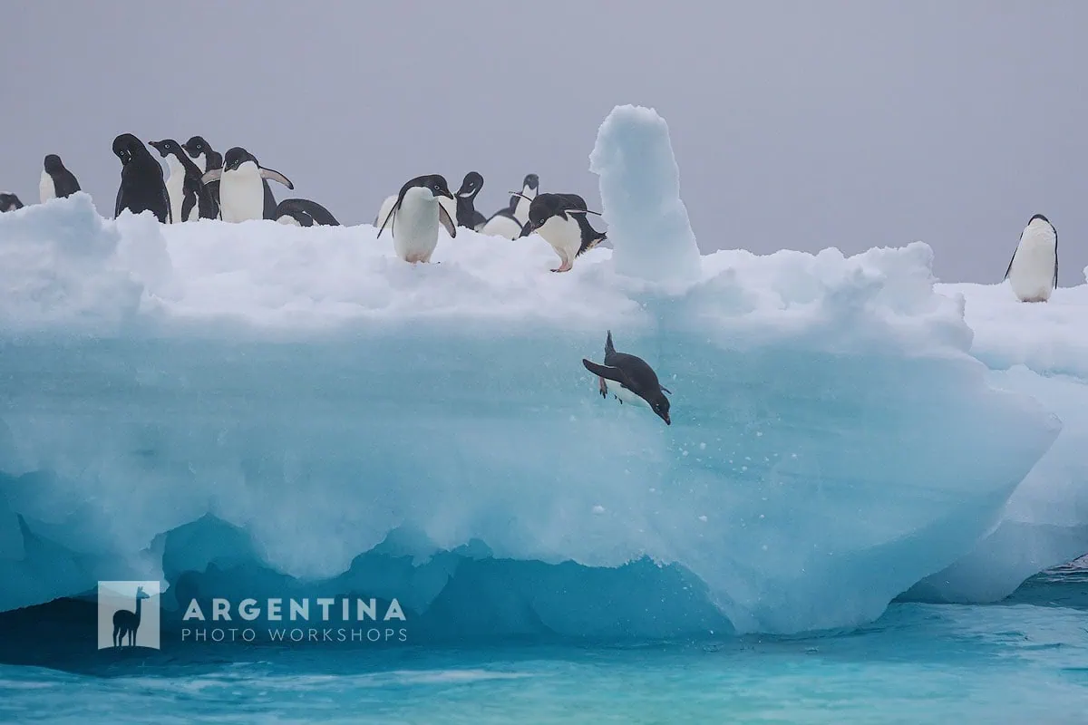 best lens for an Antarctica Cruise