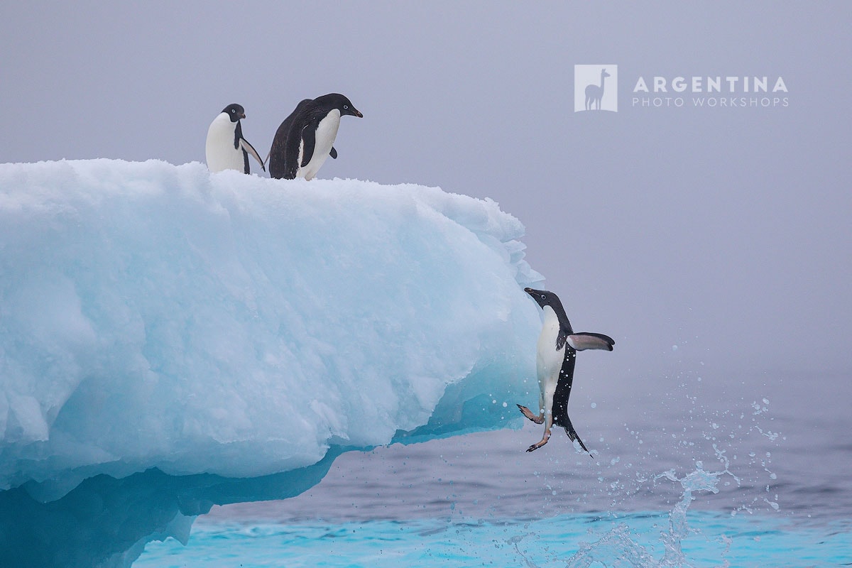 gentoo penguins jumping from an iceberg