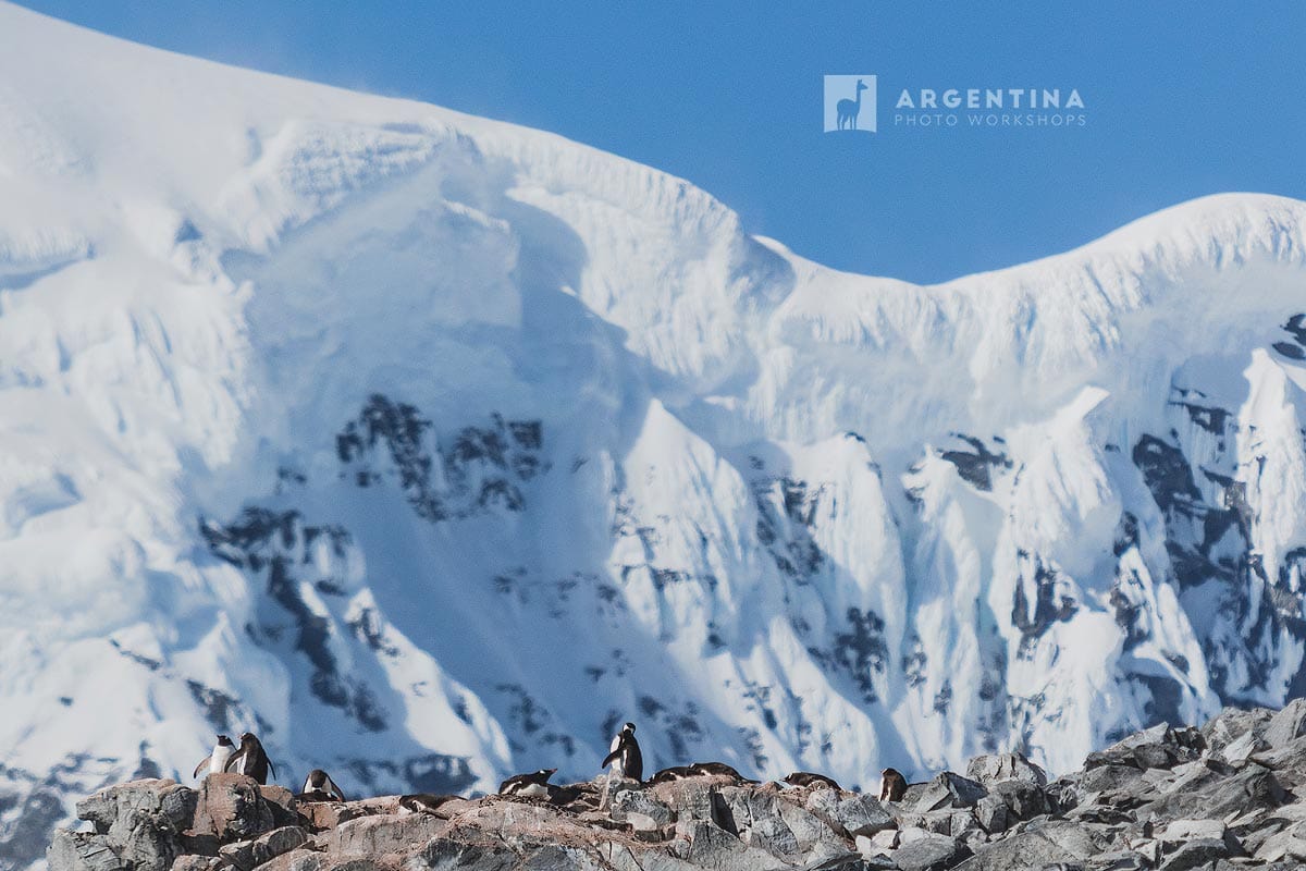 Penguins in the Antarctica