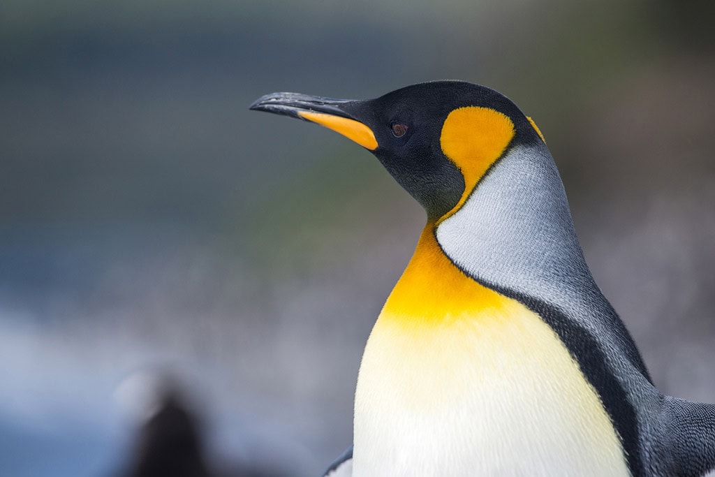 How to prepare your camera gear for Antarctica