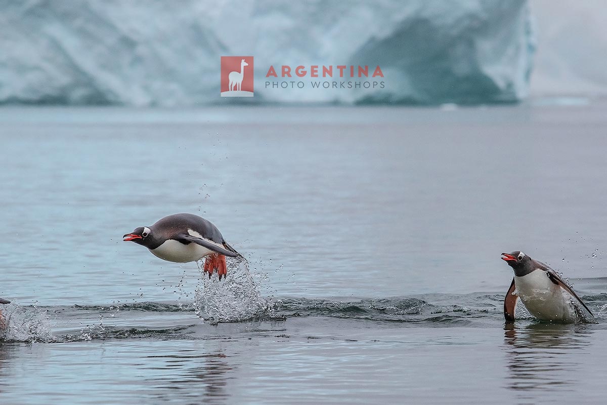 penguins swimming in the antarctica