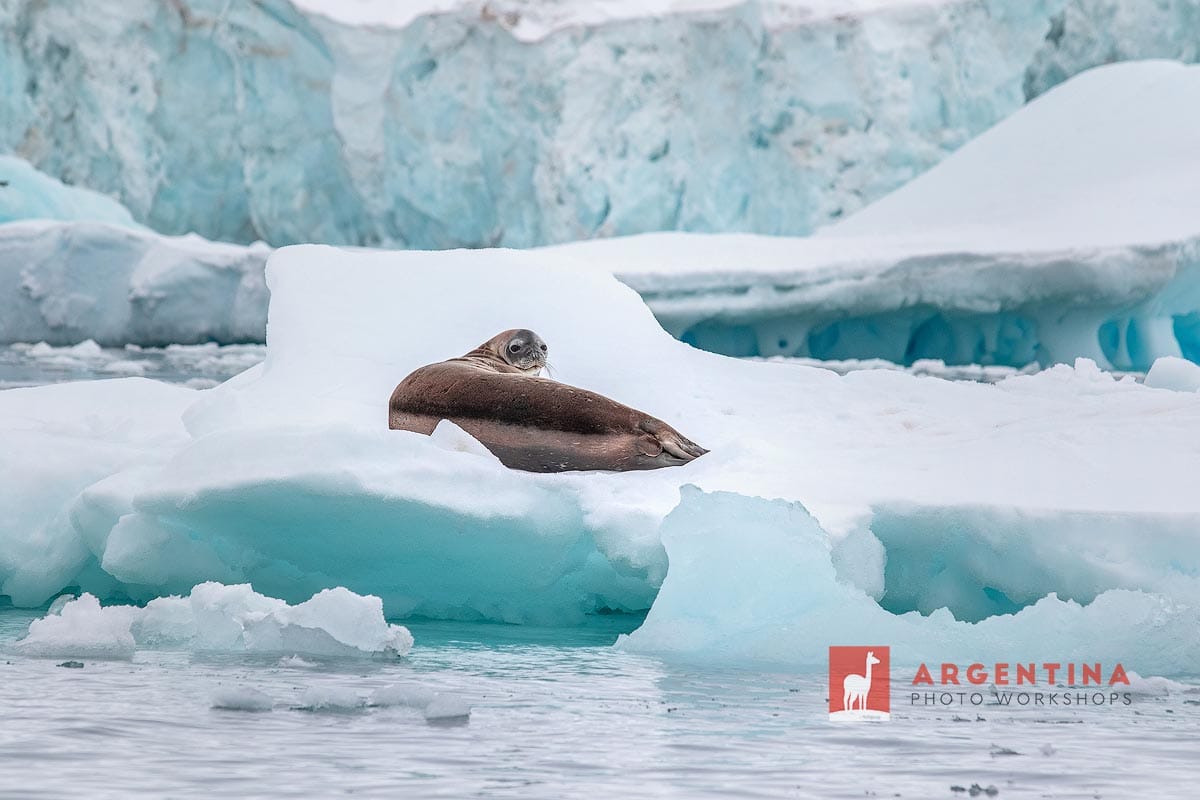 sea lion on an iceberg