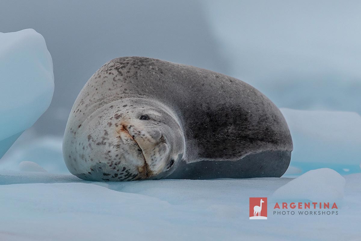 sea lion ice antarctica