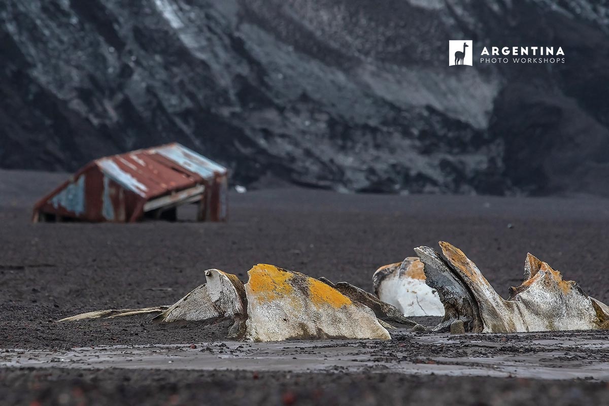 whale bones in the antarctica