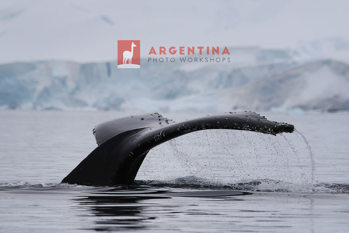 whale tail Antarctica