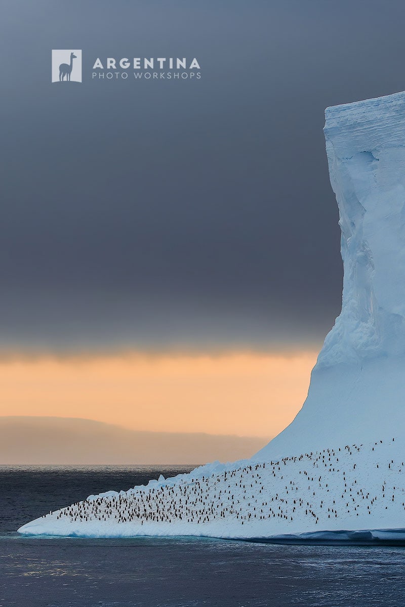 wildlife antarctica iceberg